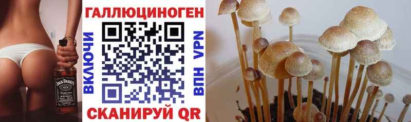 Псилоцибиновые грибы Cubensis  Сосенский 